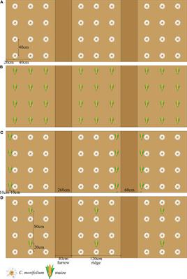 Influence of Chrysanthemum morifolium-maize intercropping pattern on yield, quality, soil condition, and rhizosphere soil microbial communities of C. morifolium